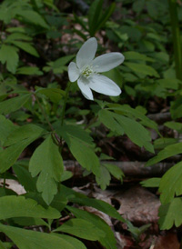 American Wood Anemone