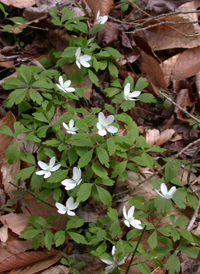 American Wood Anemone