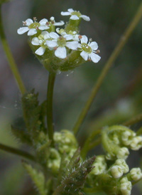 Bur Chervil