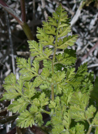 Bur Chervil