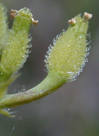 Bur Chervil