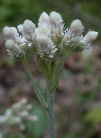 Plantain-leaved Pussytoes