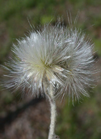 Plantain-leaved Pussytoes