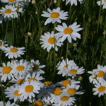 Stinking Chamomile Stinking Chamomile