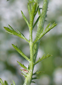 Stinking Chamomile