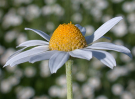 Stinking Chamomile