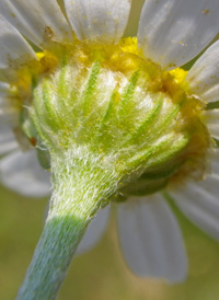 Stinking Chamomile