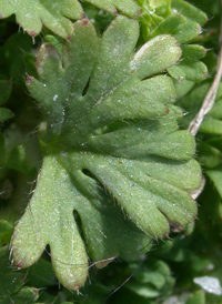 Slender Parsley-piert