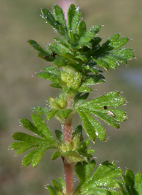 Slender Parsley-piert