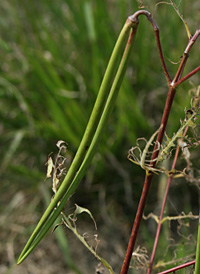 Indian Dogbane