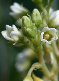 Indian Dogbane