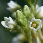 Indian Dogbane Indian Dogbane