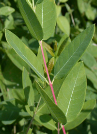 Indian Dogbane