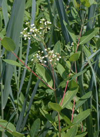 Indian Dogbane