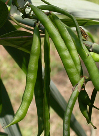 Common Groundnut