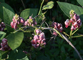 Common Groundnut