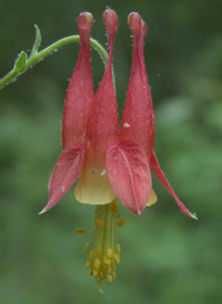 Red Columbine