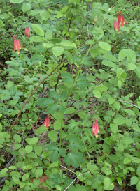 Red Columbine