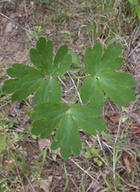 Red Columbine