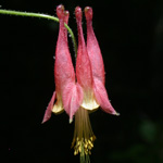 Red Columbine Red Columbine