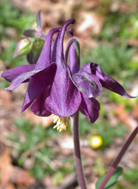 European Columbine