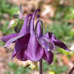 European Columbine European Columbine