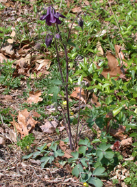 European Columbine