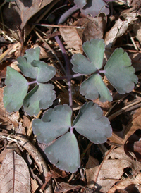 European Columbine