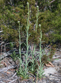 Drummond's Rock-cress