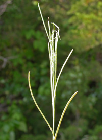 Drummond's Rock-cress