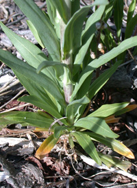 Drummond's Rock-cress