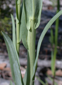 Drummond's Rock-cress