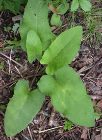 Lesser Burdock