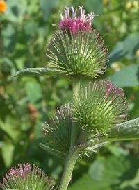 Lesser Burdock