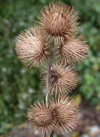 Lesser Burdock