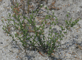 Thyme-leaved Sandwort