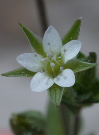 Thyme-leaved Sandwort