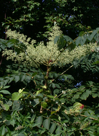 Japanese Angelica-tree