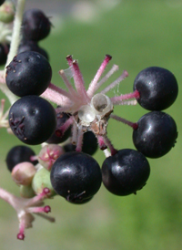 Japanese Angelica-tree