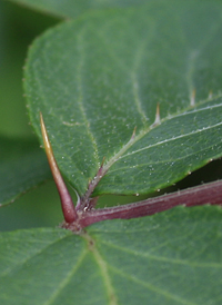 Japanese Angelica-tree