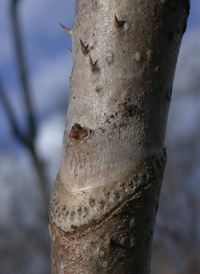 Japanese Angelica-tree