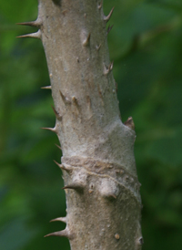 Japanese Angelica-tree