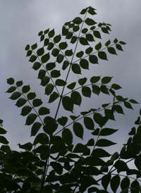 Japanese Angelica-tree