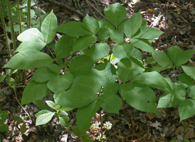 Wild Sarsaparilla