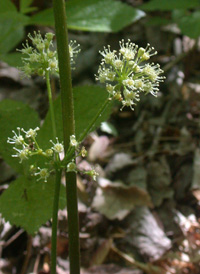 Wild Sarsaparilla