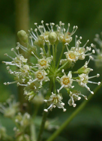 Wild Sarsaparilla