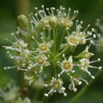 Wild Sarsaparilla