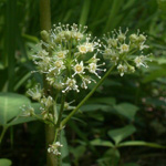 Wild Sarsaparilla