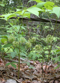 Wild Sarsaparilla