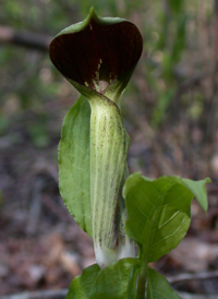 Small Jack-in-the-pulpit